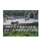 Words of life wisdom-Animal articles（個別スタンプ：9）