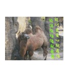 Words of life wisdom-Animal articles（個別スタンプ：11）