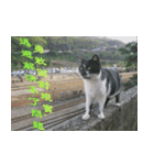 Words of life wisdom-Animal articles（個別スタンプ：12）