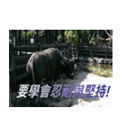 Words of life wisdom-Animal articles（個別スタンプ：16）