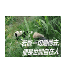 Words of life wisdom-Animal articles（個別スタンプ：17）