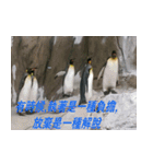 Words of life wisdom-Animal articles（個別スタンプ：18）