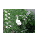 Words of life wisdom-Animal articles（個別スタンプ：19）