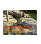 Words of life wisdom-Animal articles（個別スタンプ：21）