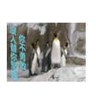 Words of life wisdom-Animal articles（個別スタンプ：22）