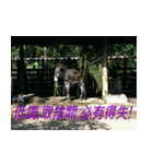 Words of life wisdom-Animal articles（個別スタンプ：23）