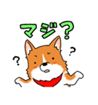 まじコーギー（個別スタンプ：9）