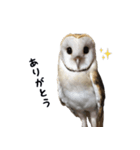 メンフクロウのはーちゃん（個別スタンプ：2）