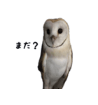メンフクロウのはーちゃん（個別スタンプ：4）