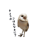メンフクロウのはーちゃん（個別スタンプ：5）