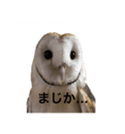 メンフクロウのはーちゃん（個別スタンプ：8）