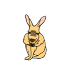 All my life is kangaroo！（個別スタンプ：31）