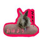 もふもふたちの日常2（個別スタンプ：1）