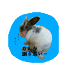 もふもふたちの日常2（個別スタンプ：6）