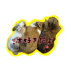 もふもふたちの日常2（個別スタンプ：27）