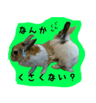 もふもふたちの日常2（個別スタンプ：35）