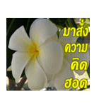 Plumeria of happiness northeast V. 2（個別スタンプ：1）