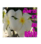Plumeria of happiness northeast V. 2（個別スタンプ：2）