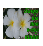 Plumeria of happiness northeast V. 2（個別スタンプ：3）