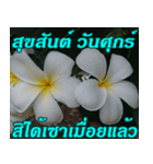 Plumeria of happiness northeast V. 2（個別スタンプ：5）