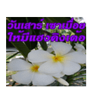 Plumeria of happiness northeast V. 2（個別スタンプ：6）