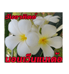 Plumeria of happiness northeast V. 2（個別スタンプ：7）