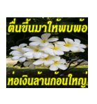 Plumeria of happiness northeast V. 2（個別スタンプ：8）