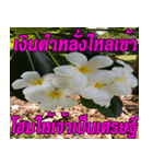 Plumeria of happiness northeast V. 2（個別スタンプ：9）