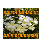 Plumeria of happiness northeast V. 2（個別スタンプ：11）