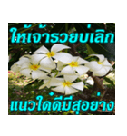 Plumeria of happiness northeast V. 2（個別スタンプ：12）