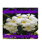 Plumeria of happiness northeast V. 2（個別スタンプ：13）