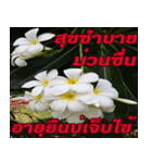 Plumeria of happiness northeast V. 2（個別スタンプ：14）