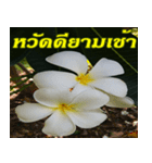 Plumeria of happiness northeast V. 2（個別スタンプ：15）
