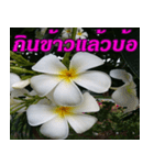 Plumeria of happiness northeast V. 2（個別スタンプ：16）
