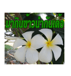 Plumeria of happiness northeast V. 2（個別スタンプ：17）
