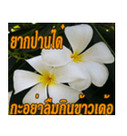 Plumeria of happiness northeast V. 2（個別スタンプ：18）