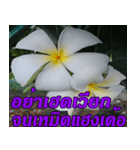 Plumeria of happiness northeast V. 2（個別スタンプ：20）