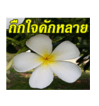 Plumeria of happiness northeast V. 2（個別スタンプ：22）