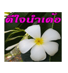 Plumeria of happiness northeast V. 2（個別スタンプ：23）