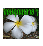 Plumeria of happiness northeast V. 2（個別スタンプ：24）