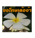Plumeria of happiness northeast V. 2（個別スタンプ：25）