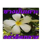 Plumeria of happiness northeast V. 2（個別スタンプ：27）