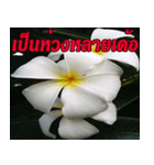 Plumeria of happiness northeast V. 2（個別スタンプ：28）