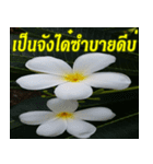 Plumeria of happiness northeast V. 2（個別スタンプ：29）