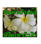 Plumeria of happiness northeast V. 2（個別スタンプ：31）