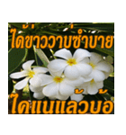 Plumeria of happiness northeast V. 2（個別スタンプ：32）