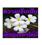 Plumeria of happiness northeast V. 2（個別スタンプ：34）