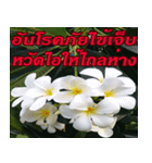 Plumeria of happiness northeast V. 2（個別スタンプ：35）