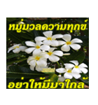 Plumeria of happiness northeast V. 2（個別スタンプ：36）