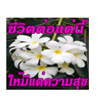 Plumeria of happiness northeast V. 2（個別スタンプ：37）